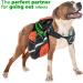 Edipets Extendable Dog Leash - 8 Meters Retractable Flexileine in Green - Perfect for Walks & Outdoor Adventures - Buy Online on GoSupps.com
