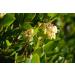Common Bearberry Leaf Tea | Arctostaphylos Uva-Ursi | Raisin D'Ours Feuille Tisane | Health Embassy (50g) - Buy Online on GoSupps.com