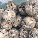 Grumpy Gardener 12.55kg Box of 150 x Deluxe Mix Fatballs Gourmet Suet Balls that your Wild Garden Birds will Love. - Buy Online on GoSupps.com