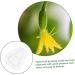 VANZACK 6 Pcs Vegetable Mold Small Fruit Mould Small Shaper Watermelon Cucumber Transparentx2pcs 9x8cmx2pcs - Buy Online on GoSupps.com