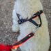 Buy Nobby Norwegian Mesh Preno Harness - Turquoise Size L (50-64 cm) | International Shipping - Buy Online on GoSupps.com