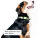 Whistle GO/GO Explore/Twist & Go Pet Collar M - Neck 16-20, Strap width 1, See Me Green - Buy Online on GoSupps.com