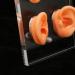 Ear Display Mold Human Ear Model Real Skin Feeling Reusable Waterproof Soft For Store Showcase For Doctor Otolaryngologists For Ear Dispensers - Buy Online on GoSupps.com