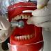 AWJ Dental Anatomy Cavity Cover Models - 28 Screwproof Teeth for Dental Students & Stomatology Training - Buy Online on GoSupps.com