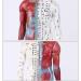 Male Human Body Model with Muscles for Pressure Acupuncture and meridians - Buy Online on GoSupps.com