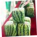 LIFKICH Watermelon Shaping Fruit Transparent Strawberry Forming Shaping Mould Vegetable Growth Mold Tool Square Watermelon 15x15cm Transparent - Buy Online on GoSupps.com
