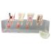 Dental Teeth Model 4-Stage Endodontic Treatment Model for Studying and Teaching