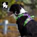 Winhyepet True Love No-Pull Dog Harness | Adjustable Outdoor Vest for Small & Medium Dogs | Reflective Nylon Amoufs Blue Camouflage (TLH5653) - Buy Online on GoSupps.com