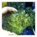 Green Natural Crystal Electroplate Cluster Stone RawCrystals Rock Specimen Home Decor Gifts Room Decoration Full of Texture 300-350g