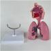 Human Lung Model Human Nasal Cavity Throat Anatomy Model Lung Model Teaching Tool Study Tools for Anatomy and Physiology Students Display Teaching Tool - Buy Online on GoSupps.com