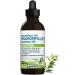Liquid Chlorophyll Drops Eucalyptus 15X Concentrated 100ml - Detox - Alkaline - Natural Body Deodorant Antioxidant - Cold Extracted from Non-GMO Alfalfa - Made in Canada