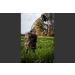 MOJO Outdoors Critter Predator Hunting Decoy - Ideal for Coyote, Bobcat, and Varmint Hunting - Tail, Rabbit, and More - Super Critter - Buy Online on GoSupps.com