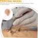 Piercing Tools Simulation Left Ear Model Display Prosthesis Mold Silica Gel Silicone Earring Mold for Body Art - Buy Online on GoSupps.com