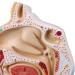 Human Nasal Anatomy Model Pathology Nose Otolaryngology Model Human Nasal Cavity Model Medicine Teaching - Buy Online on GoSupps.com