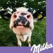  Milka Milka Milk Chocolate Classic Milk Chocolate Bar 100% Alpine Milk Sustainable Cocoa 270g - Buy Online on GoSupps.com