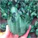 Natural Crystal Rough Stone Crafts Natural Green Ghost Phantom Quartz Crystal Cluster Crystal Druse Specimen Minerals Reiki - Buy Online on GoSupps.com