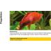 Sera CostaPur F 500 ml Effective Medicinal Treatment for Fish Against Ichthyophthirius Multifiliis & Skin Parasites | Aquarium Medication - Buy Online on GoSupps.com