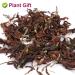 Premium Dried Magnolia Tea 40g - Edible Flower Herbal Tea | Fragrant Natural Health Benefits - Buy Online on GoSupps.com