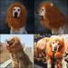 Lion Mane For Dog Realistic Black Lion Mane For Dog Comfortable Fancy Lion Hair Dog Clothes Dress For Halloween Christmas Easter Festival Party Activity Dogs Cosplay Dress Up (Dark Brown M) M Dark Brown - Buy Online on GoSupps.com