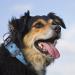 Tspro Tactical Dog Collar - Military Quality 3.8cm Wide Adjustable Blue M (44.5-52cm) with Robust Metal Buckle - Buy Online on GoSupps.com