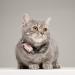 Tickless Mini Cat Ultrasonic Tick & Flea Repeller - Chemical-Free Rosegold - Buy Online on GoSupps.com