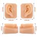 Life-Size Human Ear Silicone Model for Training and Education Display - Buy Online on GoSupps.com