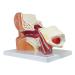 Axis Scientific Human Ear Model - 5X Enlarged 4D Anatomy Model with 3 Parts - Includes Base and Detailed Manual - Buy Online on GoSupps.com