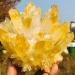 Yellow Tibetan Quartz Crystal Cluster Specimen (Size : 500-550g)