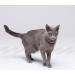 100% Baltic Amber Dog & Cat Chain - Effective Tick Protection & Stylish Collar | Ilikeamber.com - Buy Online on GoSupps.com