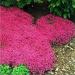 100 stksBag Creeping Thyme Seeds or Blue Rock Cress Seeds Perennial Flower Ground Cover Natural Growth for Home Garden 2 - Buy Online on GoSupps.com