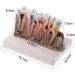 PSVOD 4x4 Anatomy Models for Dental Diseases | Educational Tools for Oral Care & Teaching - Buy Online on GoSupps.com
