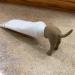 Pooping Dog Butt Toothpaste Topper Pooping Dog Butt Toothpaste Cap Pooping Dog Butt Toothpaste Dispenser Baby Toothpaste Dispenser Toothpaste Topper Dog Pooping Toothpaste Cap Prank Gift - Buy Online on GoSupps.com