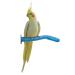 Sweet Feet and Beak Safety Pumice Perch for Birds Features Pumice to Trim Nails and Beak and Promote Healthy Feet - Safe and Non-Toxic, for Bird Cages X-Small 6" Blue