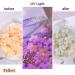6 Boxes 3D Flower Nail Art Charms with Light Change Decals - Acrylic Nail Accessories with Pearl Golden Caviar Beads Glitter Stud Design - DIY Decoration Tips for Women - Buy Online on GoSupps.com