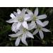 Buy Star of Bethlehem No. 29 Princeps - Original Bach Flower Drops | Fast International Shipping - Buy Online on GoSupps.com