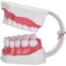 HEEPDD ABS Standard Oral Teeth Model | Dentist Teaching Aid for Schools | Office Supplies - Buy Online on GoSupps.com