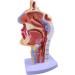 Mouth Nose Throat Pharynx Education Human Body ENT Model Study Model Pathology Nose Throat Model Enlarge The ical Model of Human Organs A+a - Buy Online on GoSupps.com