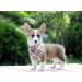 Lionet Paws Dog Bandana | Triangular Headscarf for Small Medium & Large Dogs - Grey (Pack of 1) | International Shipping Available - Buy Online on GoSupps.com