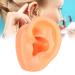 Buy Professional Silicone Left Ear Model - Anatomical Human Ohr Simulation for Acupuncture Training | International Shipping Available - Buy Online on GoSupps.com