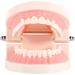 Pusokei Standard Tooth Model - PVC Dental Study Model with 28 Teeth & Soft Gums for Kids | Ideal for Clinics & Hospitals - Teach Brushing! - Buy Online on GoSupps.com