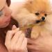 2Pcs Zentric Dog Toothbrush 360 Pet Dual Head Silicone Toothbrush Flexibrush Cats Dogs Toothbrush with Tongue Scraper Pets Teeth Cleaning Toothbrush Kit for Dogs Cats & Small Pets Dental Care - Buy Online on GoSupps.com