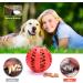 Jodsen 3 Pieces Dog Toy Ball 4.8cm Treat Dispenser Ball Toy Interactive Enricht Dog Toys for Boredom Small Dog Puzzle Toy Teeth Cleaning Chew Toy Exercise Game IQ Training Ball for Puppy Cat - Buy Online on GoSupps.com