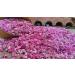 OFLORALE Lebanese Rose Water 8.45 fl oz - 100% Natural for Cooking, Baking & Desserts - Buy Online on GoSupps.com