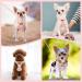 SlowTon Puppy Harness and Leash Set - Adjustable Lightweight Soft Dog Harness for Walking Training - XS Floral Pink - Buy Online on GoSupps.com
