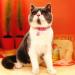 THAIN Basic Adjustable Cat Collar with Bling Diamond, Breakaway and Bell - Pink for Kitten Girls and Boys - Buy Online on GoSupps.com