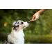 Buy 8in1 Fillets Pro Digest Dog Snacks - Chicken Treats for Digestion - 80g Pack - Functional Dog Treats - Buy Online on GoSupps.com