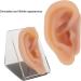 Ear Model Silicone Simulated Ear Model Ear Model with Display Stand Acupuncture Practice Tool for Piercing Display - Buy Online on GoSupps.com