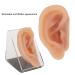 Silicone Human Ear Model with Display Stand - Acupuncture & Piercing Practice Tool - Buy Online on GoSupps.com