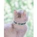 Shop TagME Green Cat Collar for Kittens - Personalized with Name & Phone Number Safety Clasp & Bell - 1 Pack - Buy Online on GoSupps.com