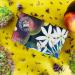 Royal Botanical Gardens Kew Jasmine Peach Luxury Shea Butter Soap 240g - Buy Online on GoSupps.com